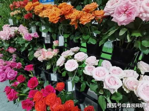 2021亚洲花博会将于明年5月举办