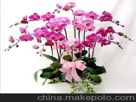 上海鲜花价格 上海鲜花批发 上海鲜花厂家